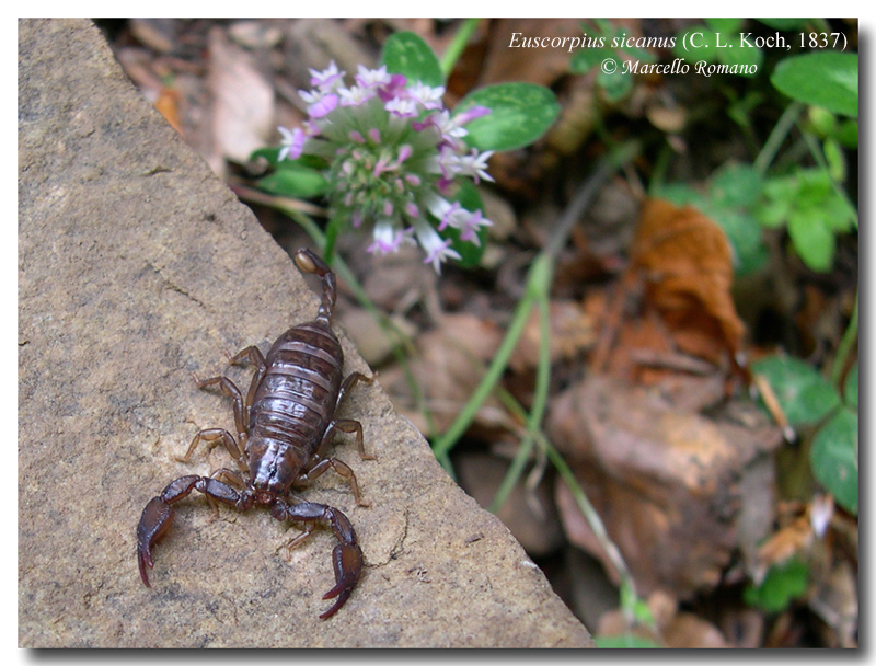 Scorpioni in Sicilia